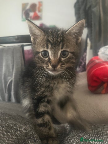 Mixed Breed cats - Advert 14