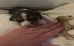 Beagle dogs for sale: Beagle  - Image 17