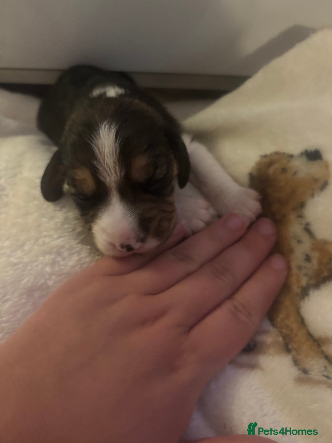 Beagle dogs for sale: Beagle  - Image 17