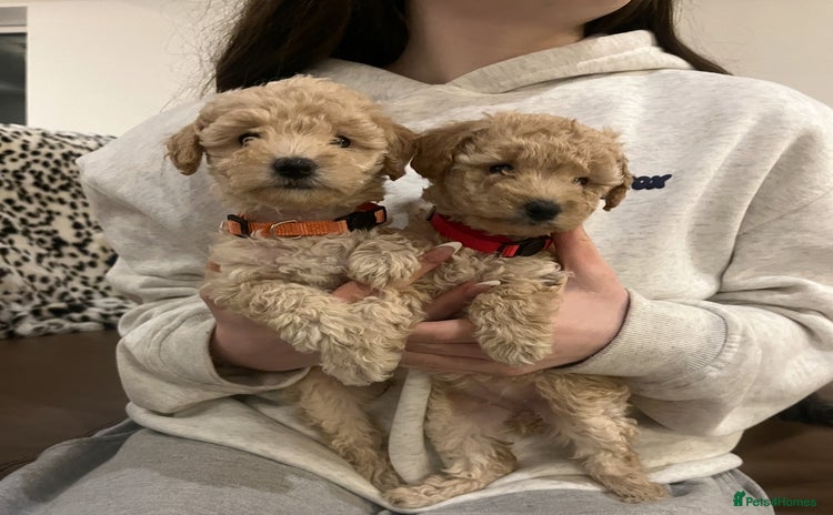Miniature Poodle dogs Gorgeous miniature poodle pups - Advert 1