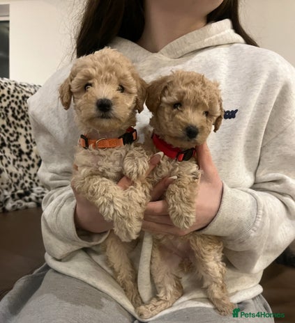 Miniature Poodle dogs Gorgeous miniature poodle pups - Advert 1