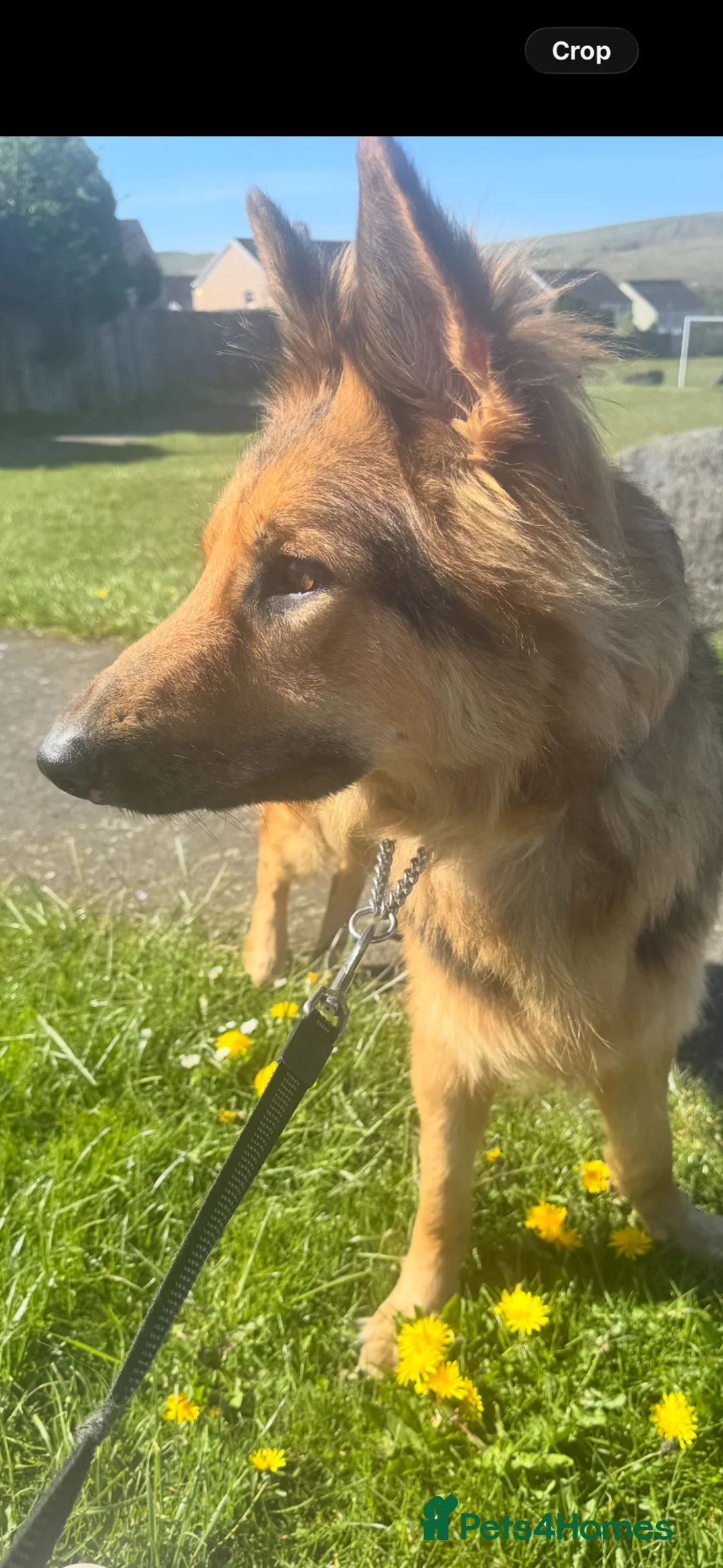 German Shepherd dogs for sale: I NEED A HOME - could you be my person? 🥹🐾 - Advert 2