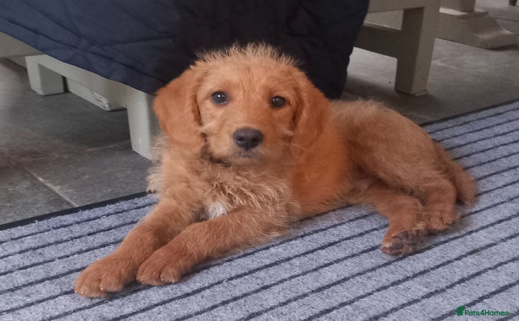 Labradoodle dogs - Advert 5