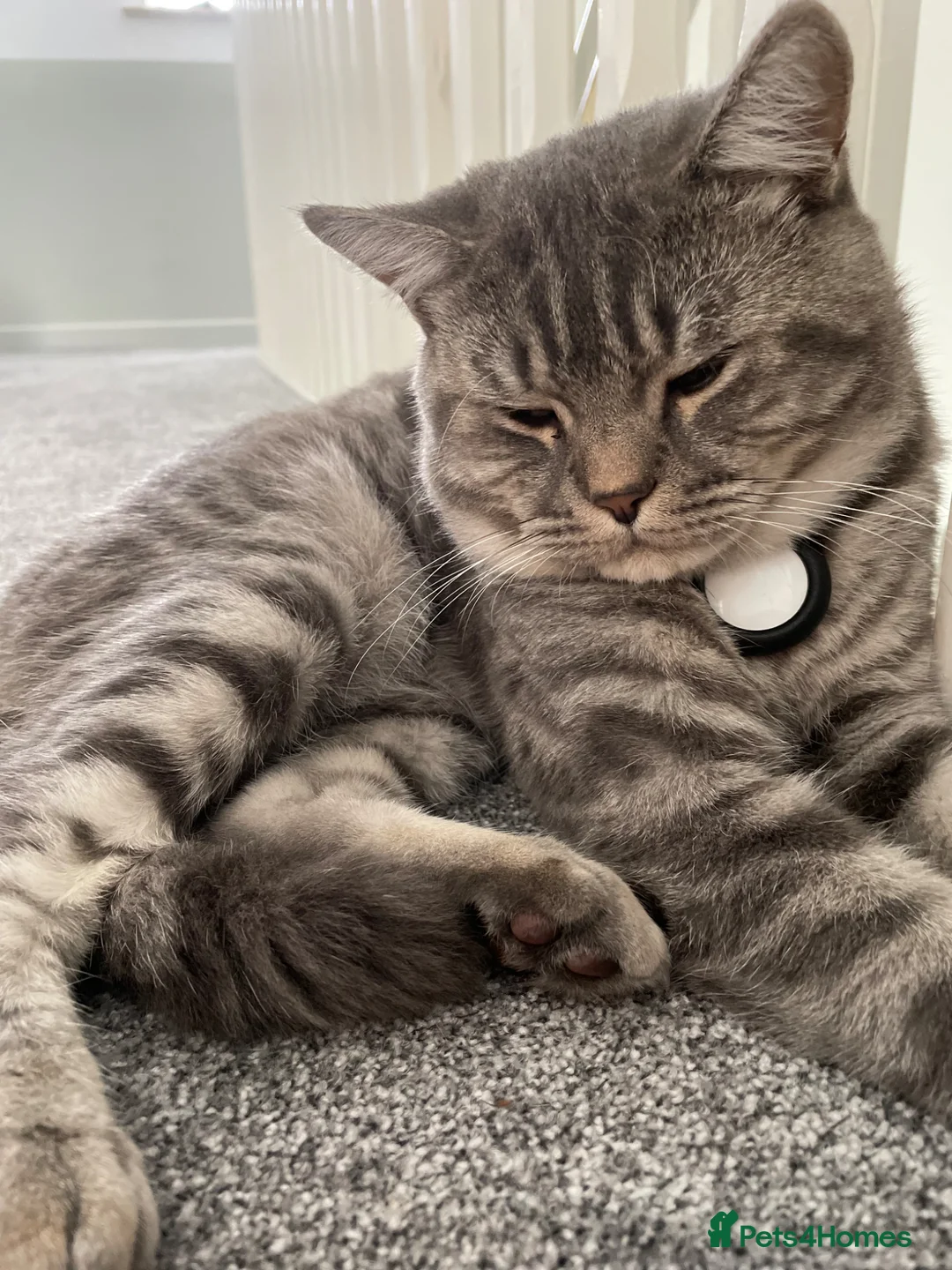 British Shorthair cats for sale: 2 beautiful British shorthair females, READY NOW - Advert 2