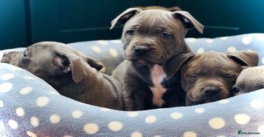Staffordshire Bull Terrier dogs in Peterborough - Advert 4