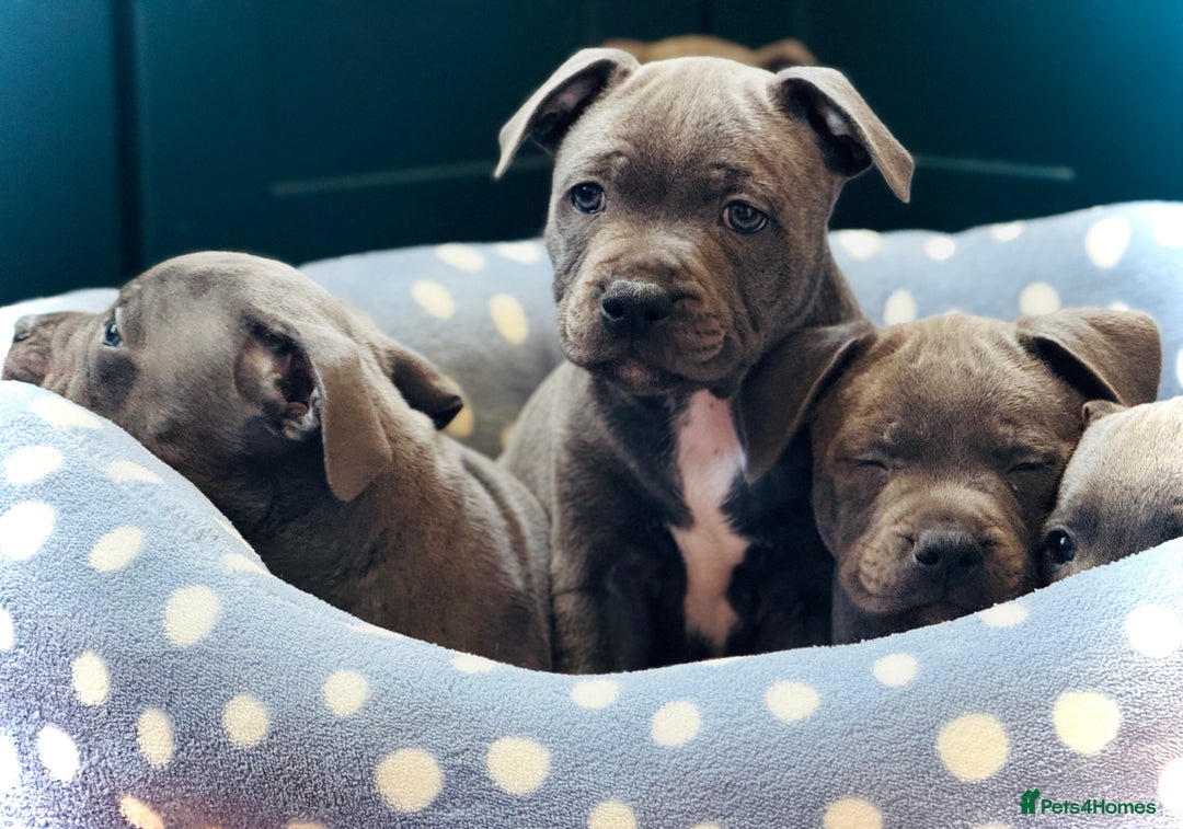Staffordshire Bull Terrier dogs for sale: 🐾 Beautiful KC Fully Vaccinated Girl Available 🐾 in Peterborough - Image 14