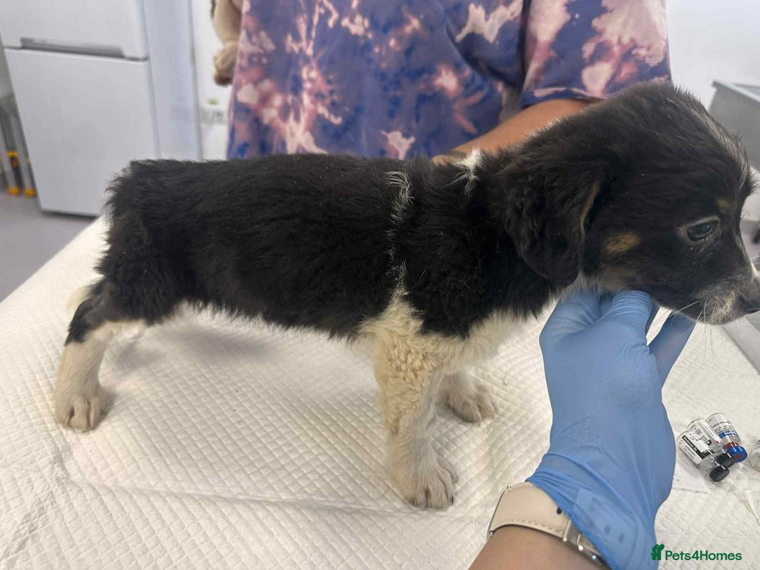 Mixed Breed dogs for adoption: 💮Cauliflower💮 for adoption, coming into GLOUS - Image 2