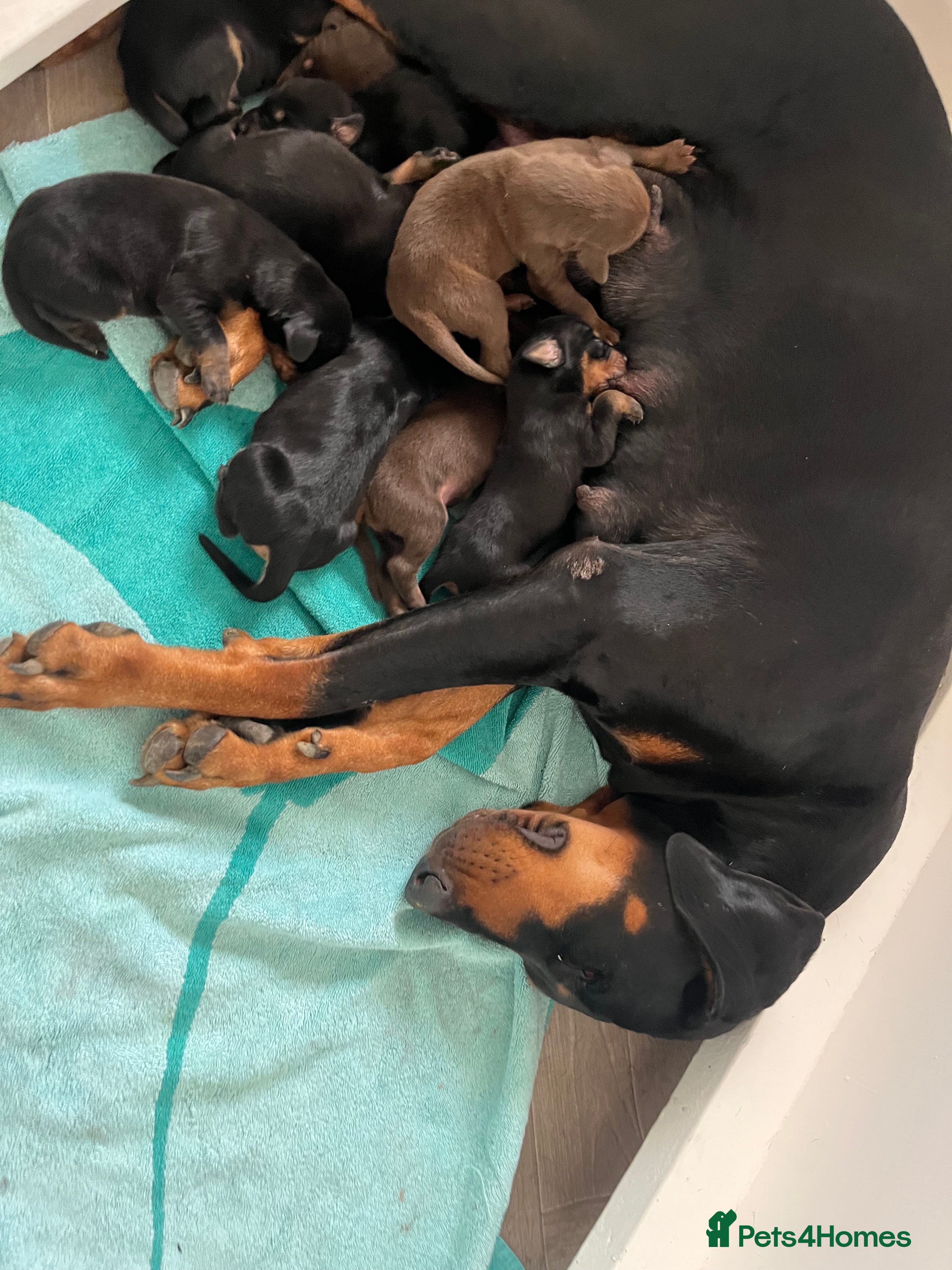 Dobermann dogs Doberman puppies for sale - Advert 8