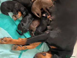 Dobermann dogs Doberman puppies for sale - Advert 8