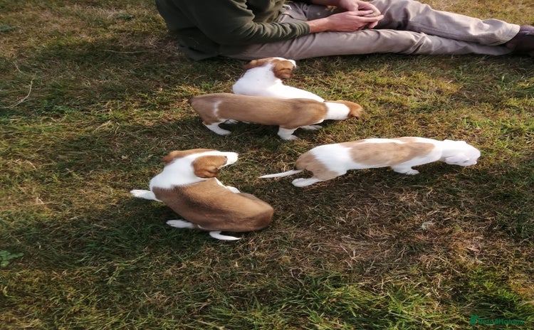 Mixed Breed dogs - Advert 1