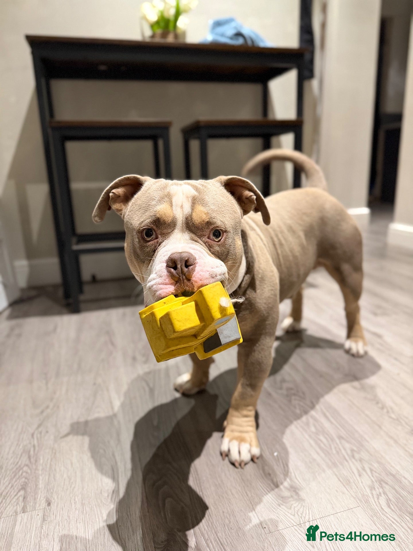 American Bully dogs Pocket Bully Stud - Advert 2