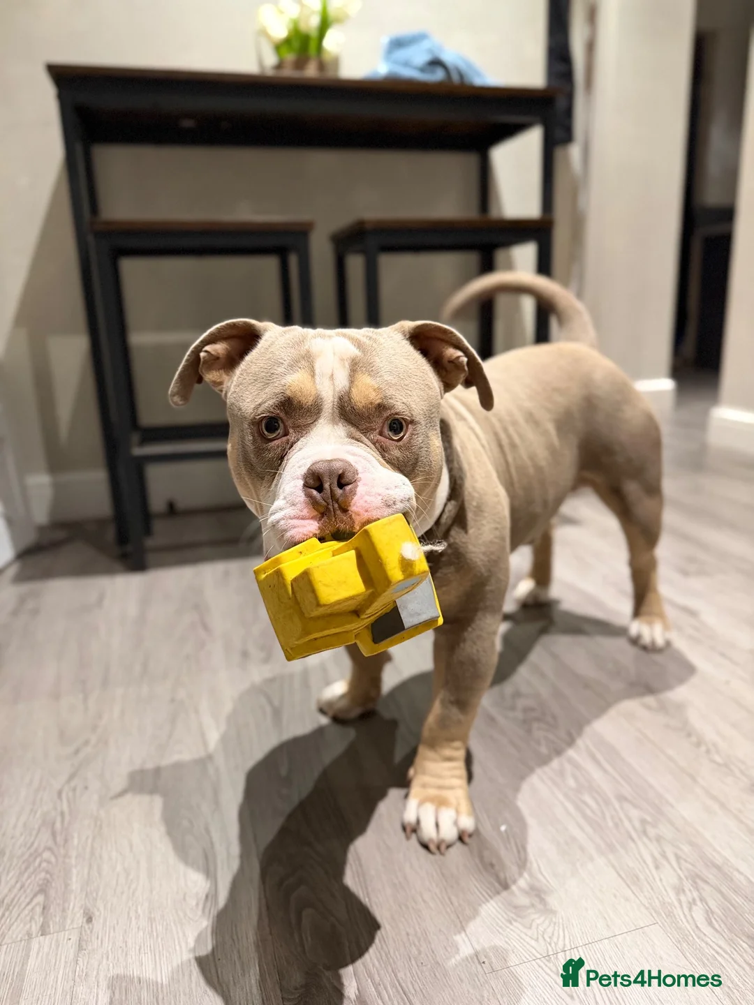 American Bully dogs for stud: Pocket Bully Stud in Saint Leonards-on-sea - Advert 1