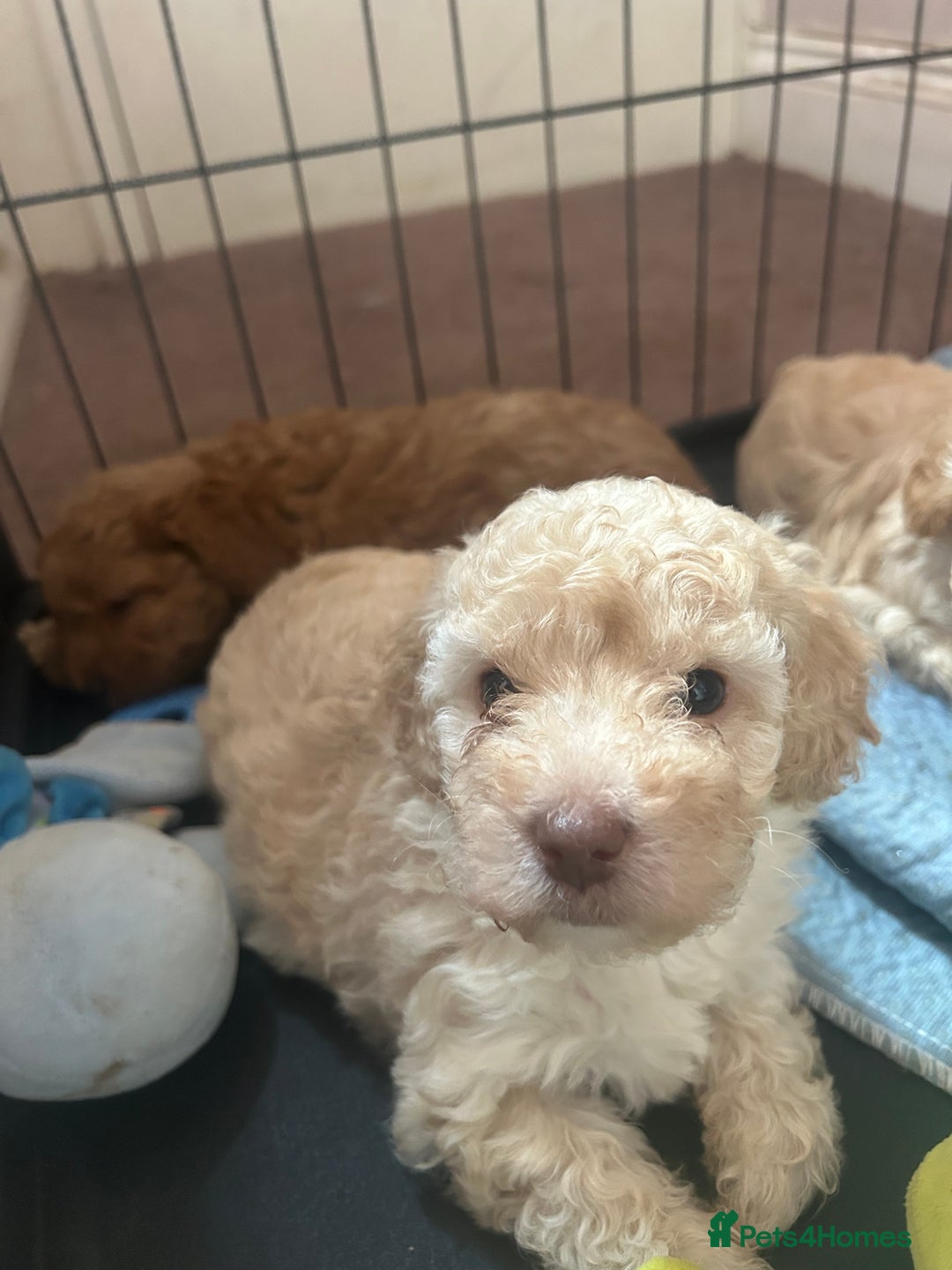 Cockapoo dogs for sale: cockapoo babies  - Image 2