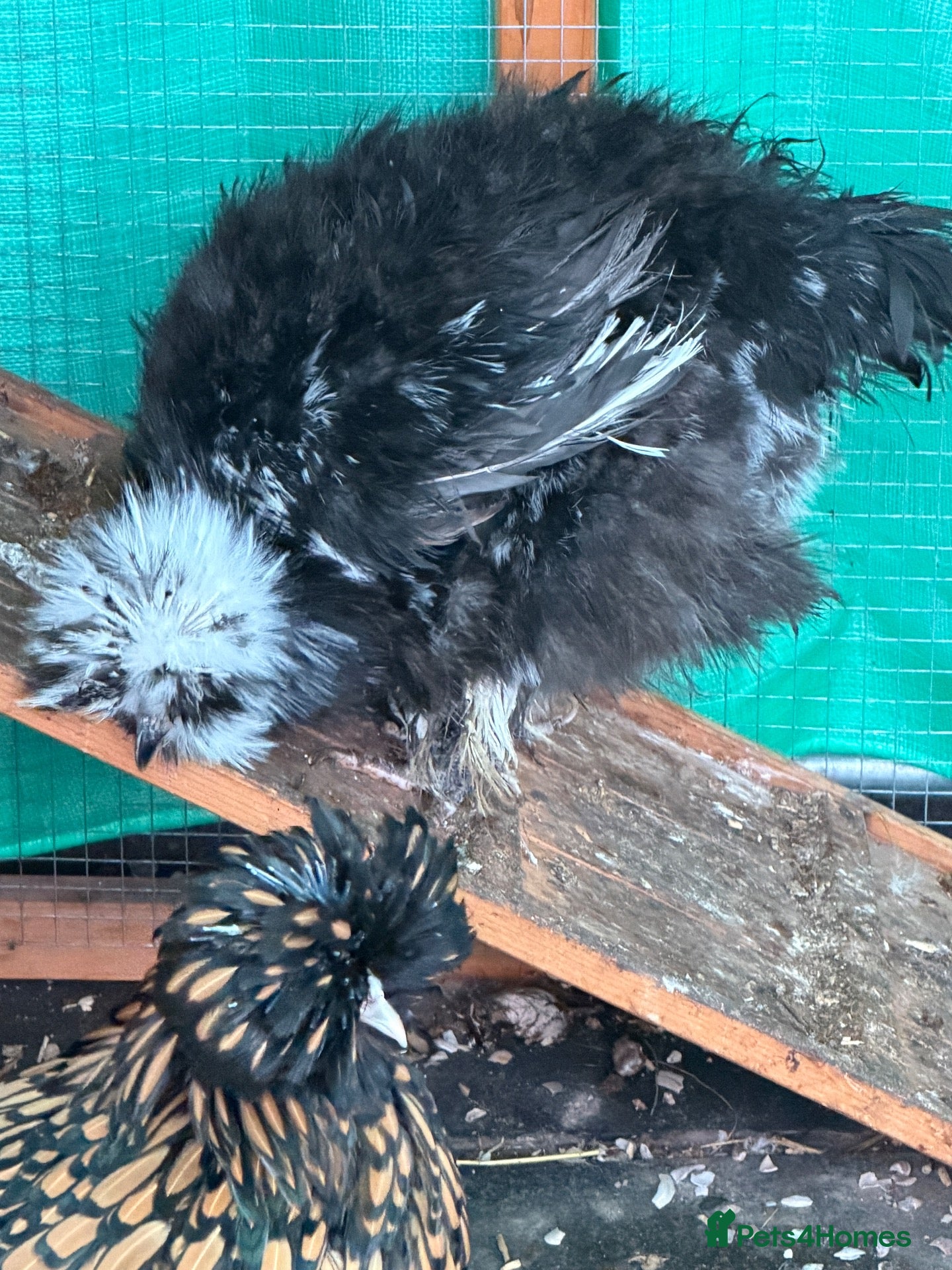 Chickens poultry for sale: 6 bantam chickens and set up  - Advert 2