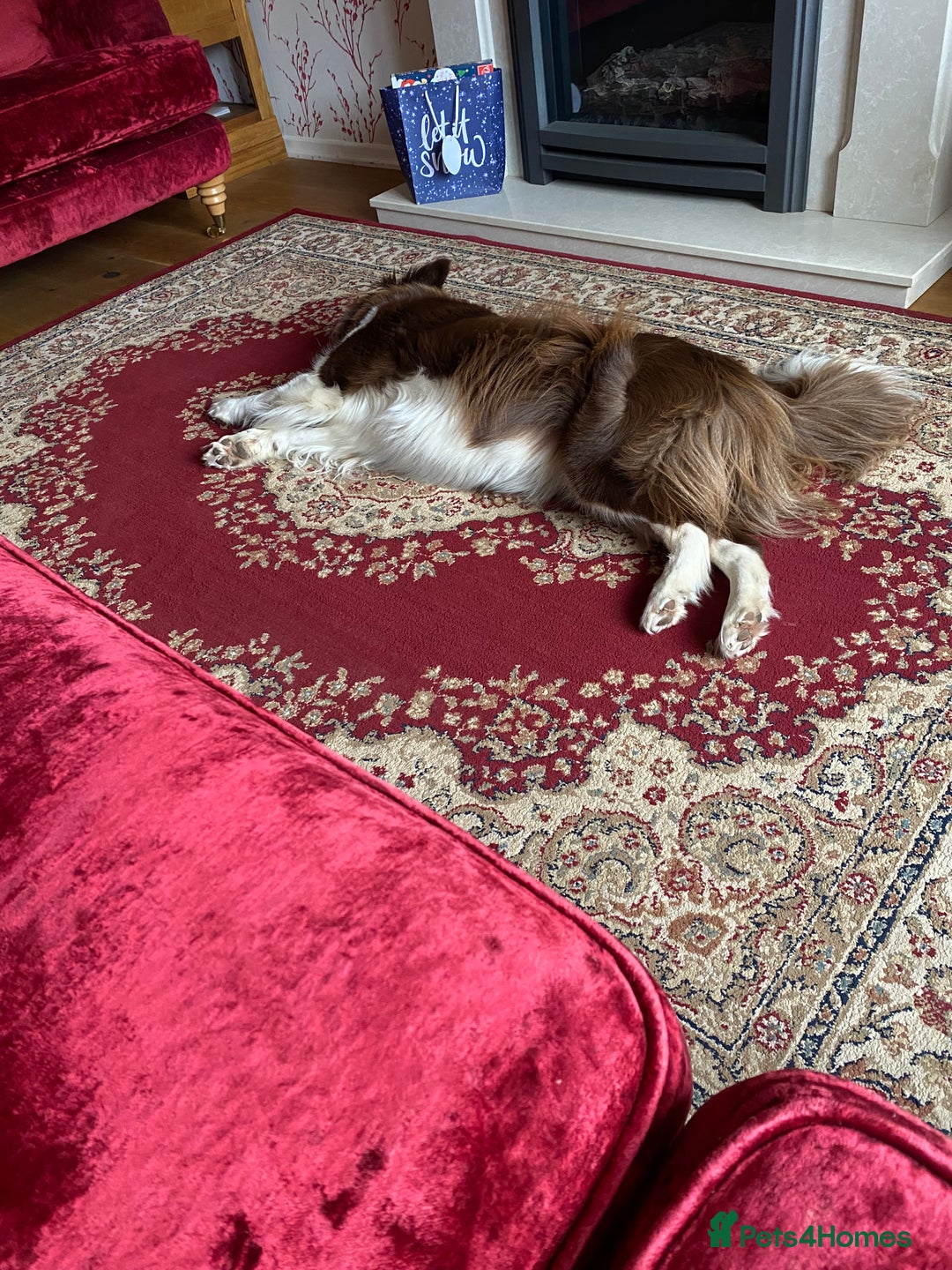 Border Collie dogs for sale: Aarontinas Purple Pluto - Advert 2