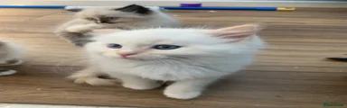 Ragdoll Kitten 3