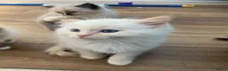 Ragdoll cats for sale: Rare Ragdoll kittens  - Advert 7