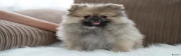 Pomeranian dogs for sale: Cute puppies  - Advert 5