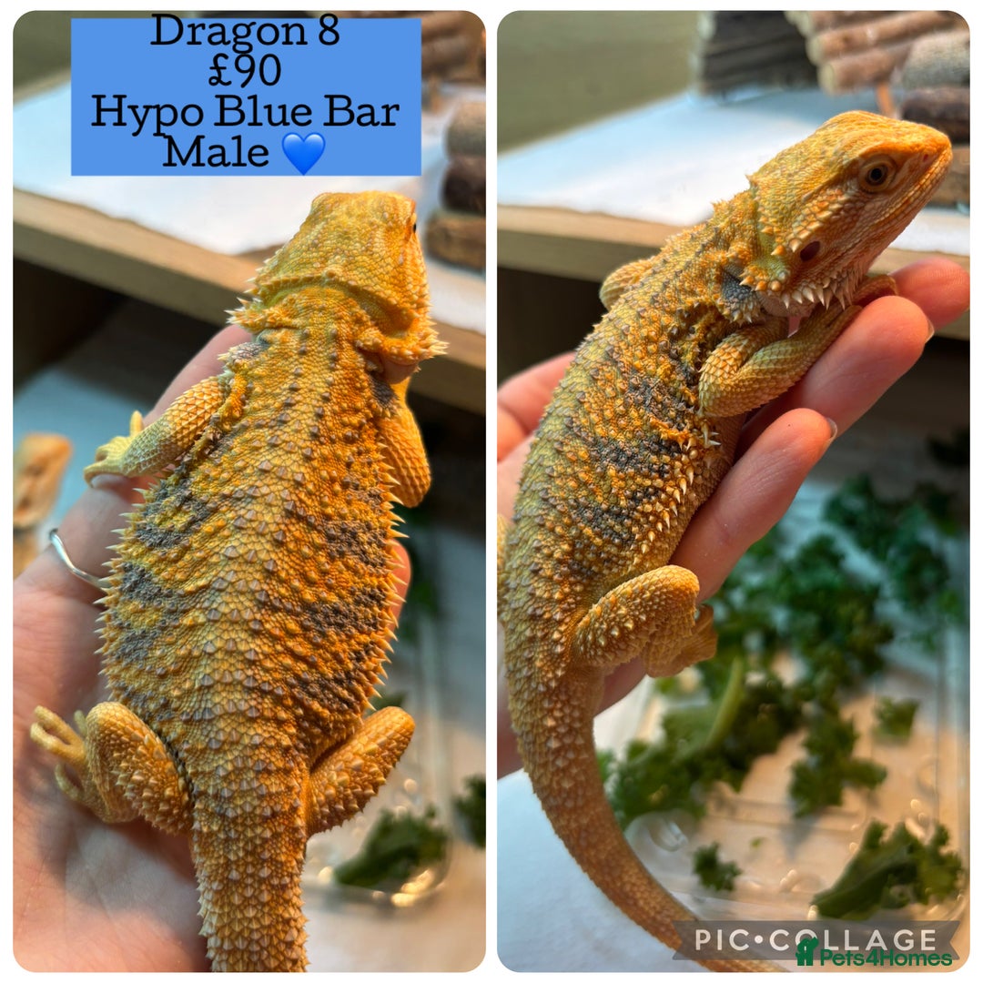 Bearded Dragon reptiles for sale: Baby Hypo Bearded Dragons - Advert 8