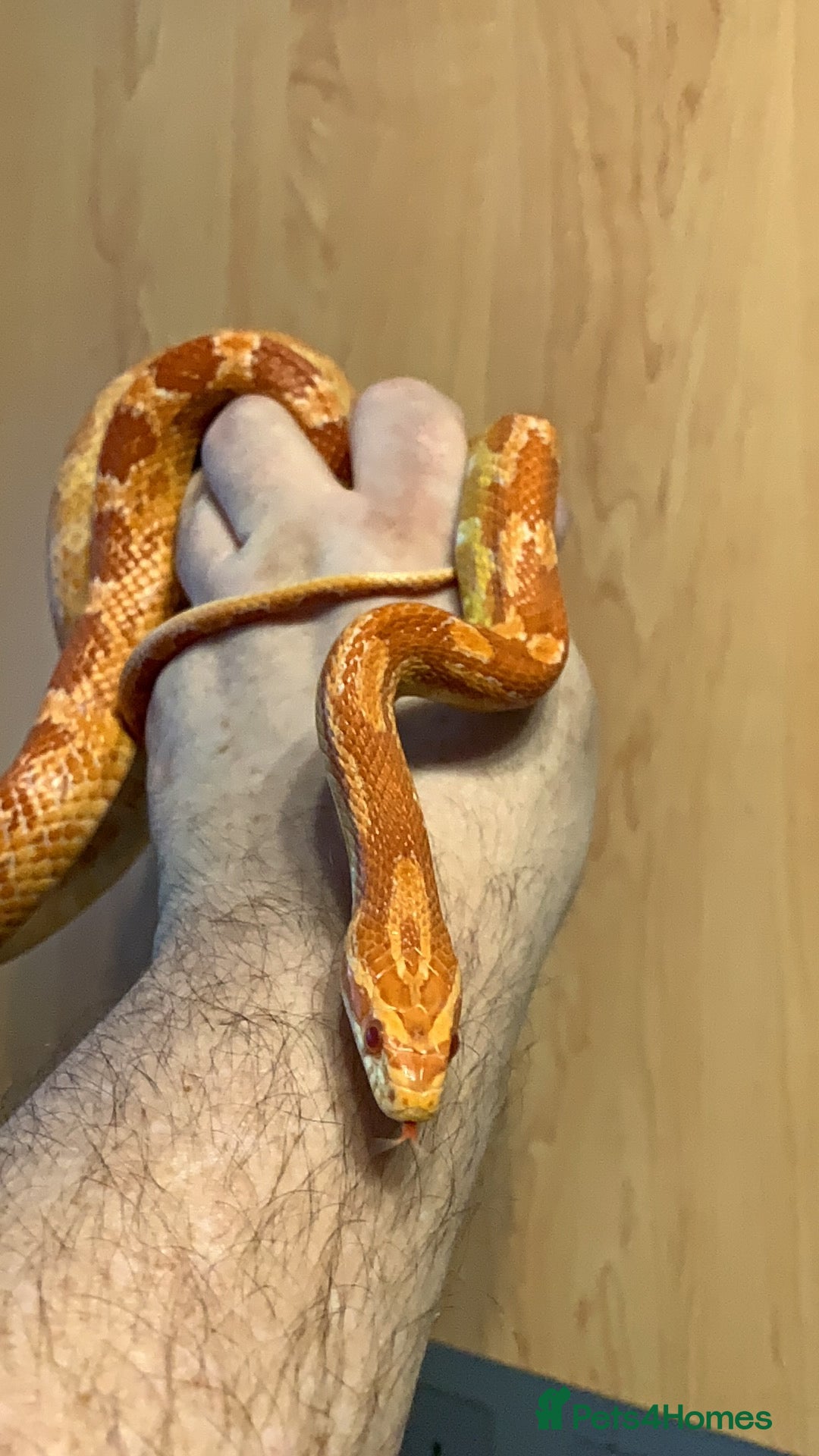 Corn Snake reptiles Corn snake - Advert 1