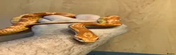Corn Snake reptiles for sale: Corn snake - Advert 1