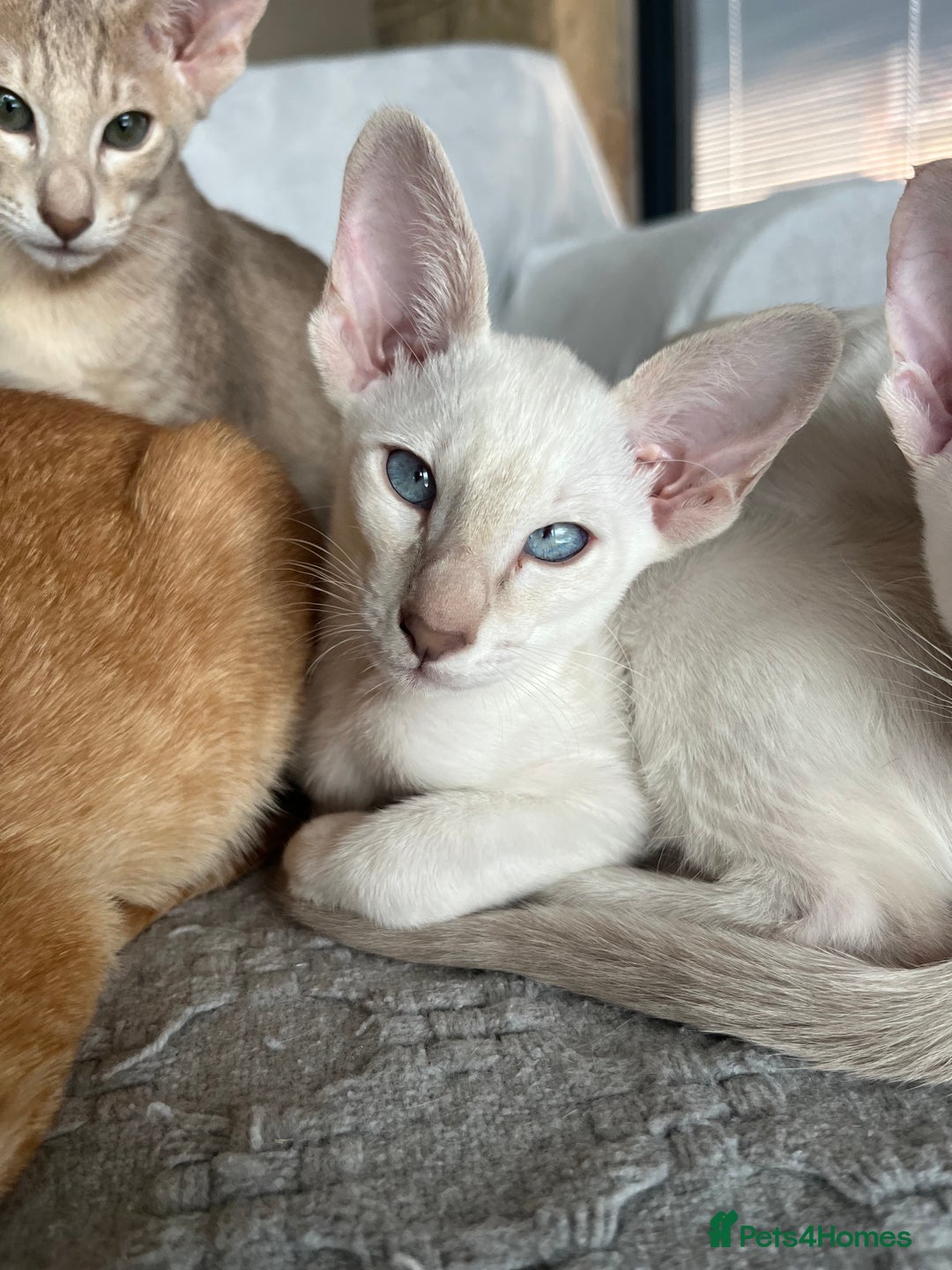 Siamese cats for sale: Siamese Oriental kittens superb pedigree GCCF  - Image 13