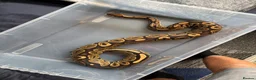 Python Snake reptiles for sale: Royal python and full setup  - Advert 4