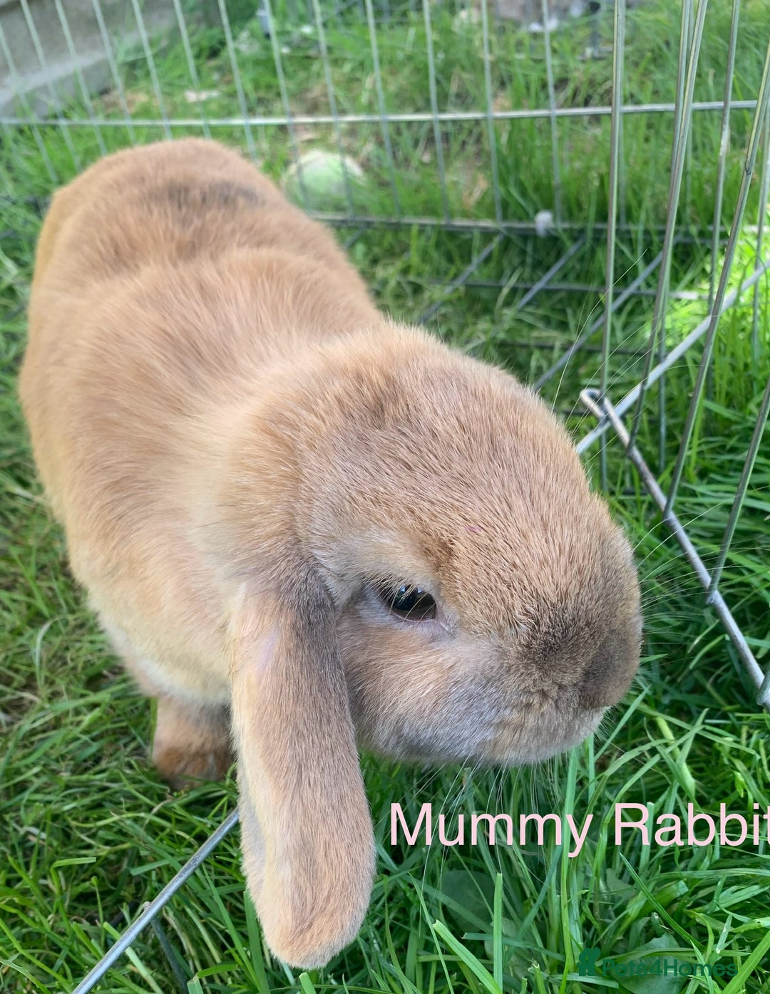 Mini Lion Lop rabbits for sale: Adorable Mini Lion Lop male bunny left 🐰  - Image 5