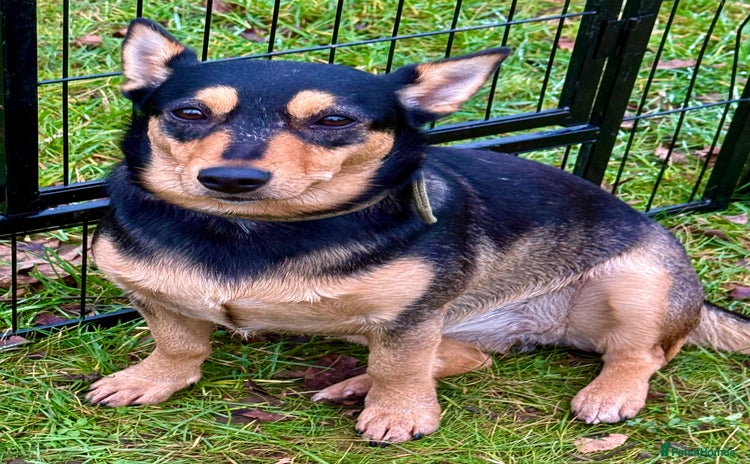 Miniature Pinscher dogs Eliza: The Little Heart That Chose to Live - Advert 2