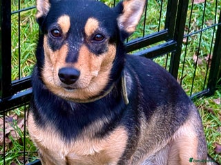 Miniature Pinscher dogs Eliza: The Little Heart That Chose to Live - Advert 2