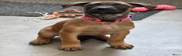 Mixed Breed dogs for sale: Dutch Herder X F1 Bull Herder puppies - Advert 8