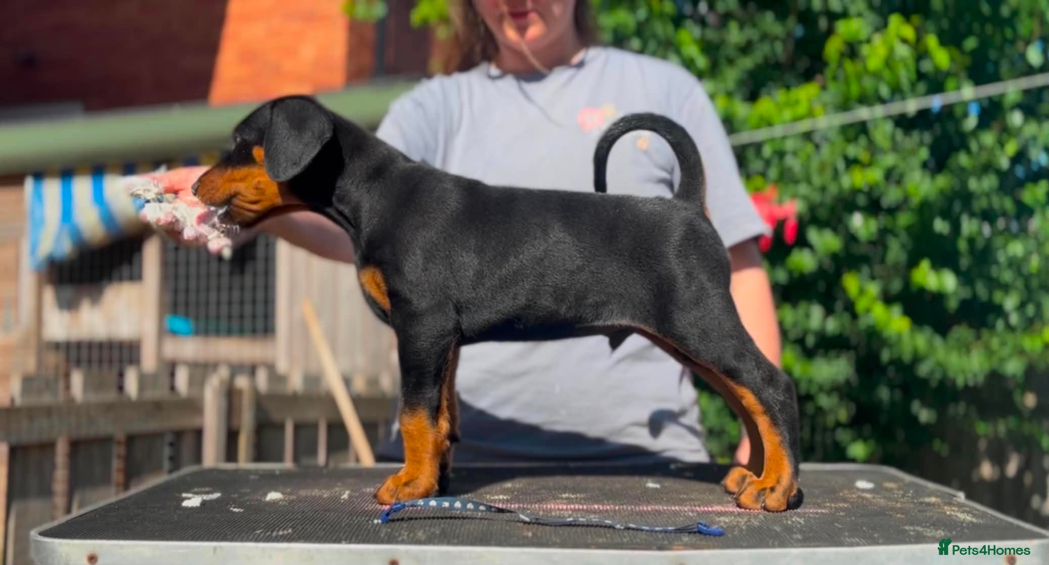 Dobermann Puppy 1
