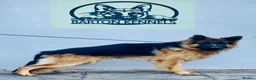 German Shepherd dogs for sale: German Shepherd puppies – Kennel Club registered - Advert 3