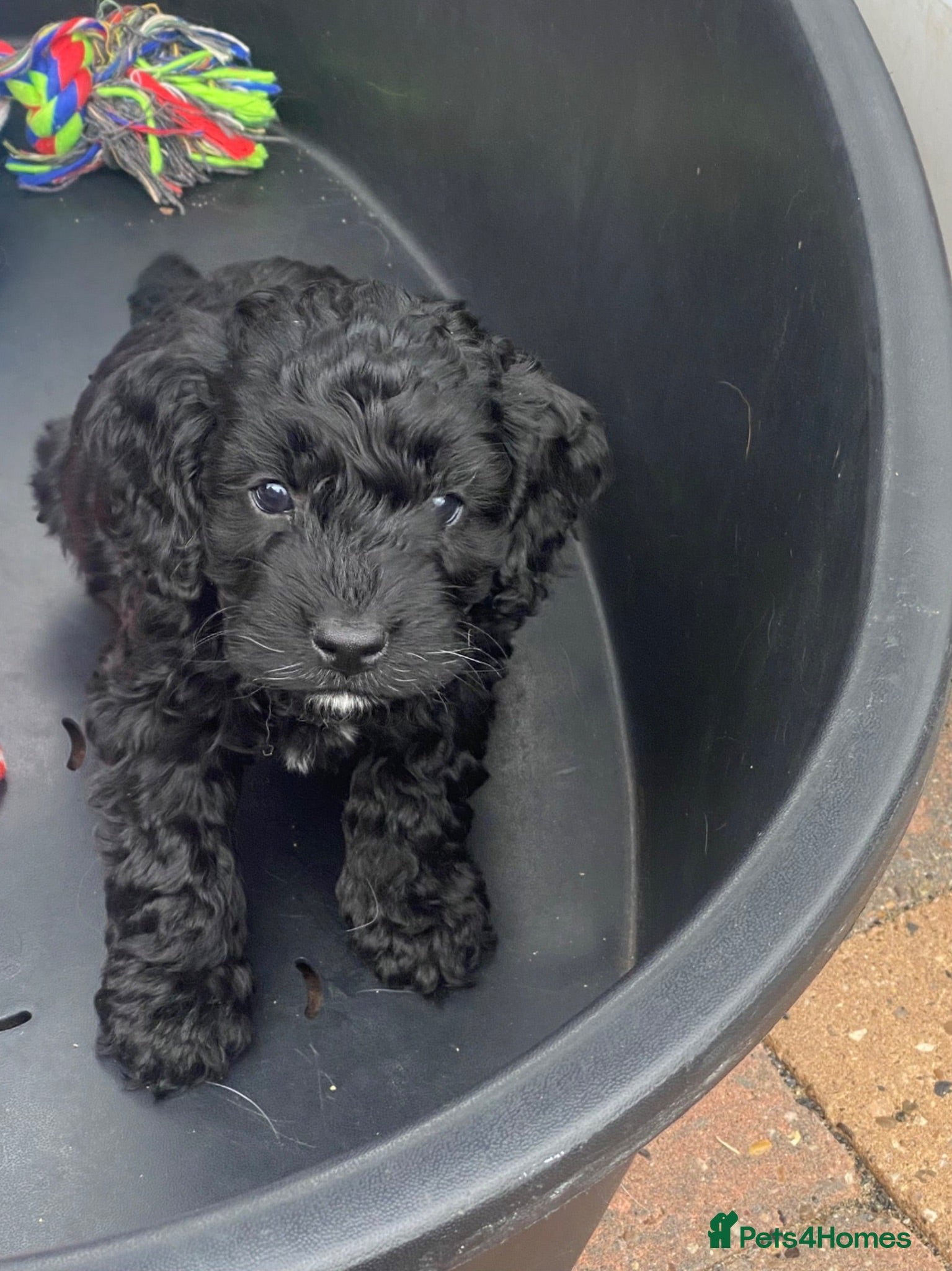 Cockapoo dogs Cockapoo puppies  - Advert 2