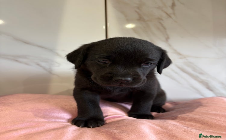 Labrador Retriever dogs for sale - Advert 2