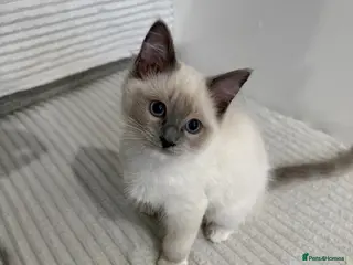 Ragdoll cats Ragdoll Kitten - Sweetest boy - Advert 10
