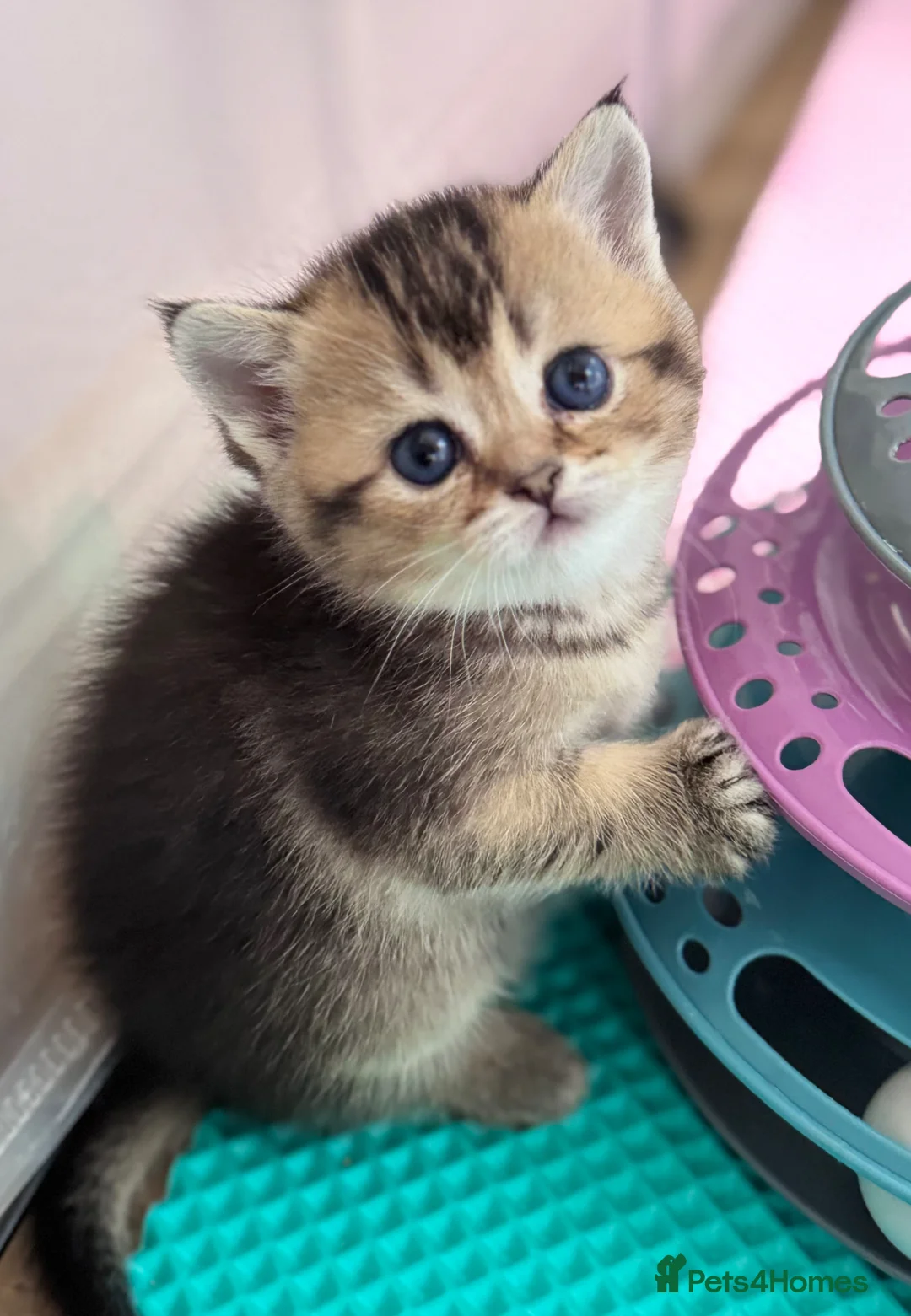 Scottish Fold cats for sale: 💎 Beautiful Pedigree Scottish Straight Kittens 😻 - Advert 13