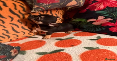 Chihuahua dogs For sale  - Advert 3