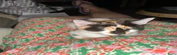 Mixed Breed cats for sale: Stunning kittens available now - Advert 10