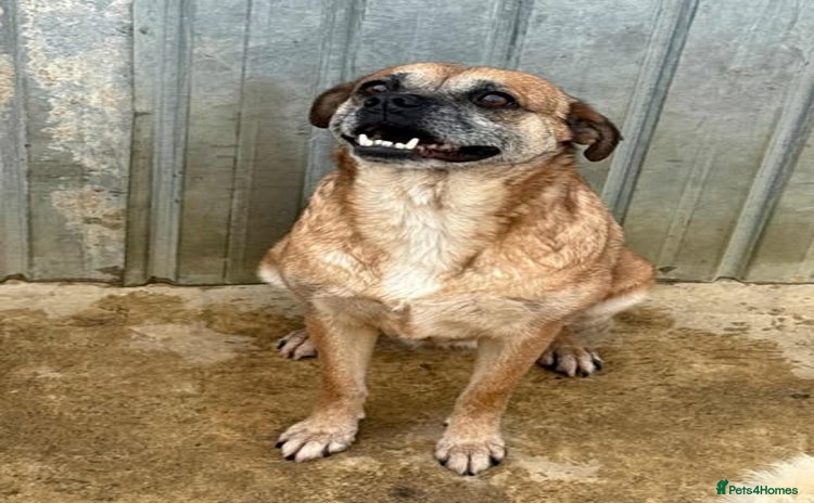 Mixed Breed dogs - Advert 1
