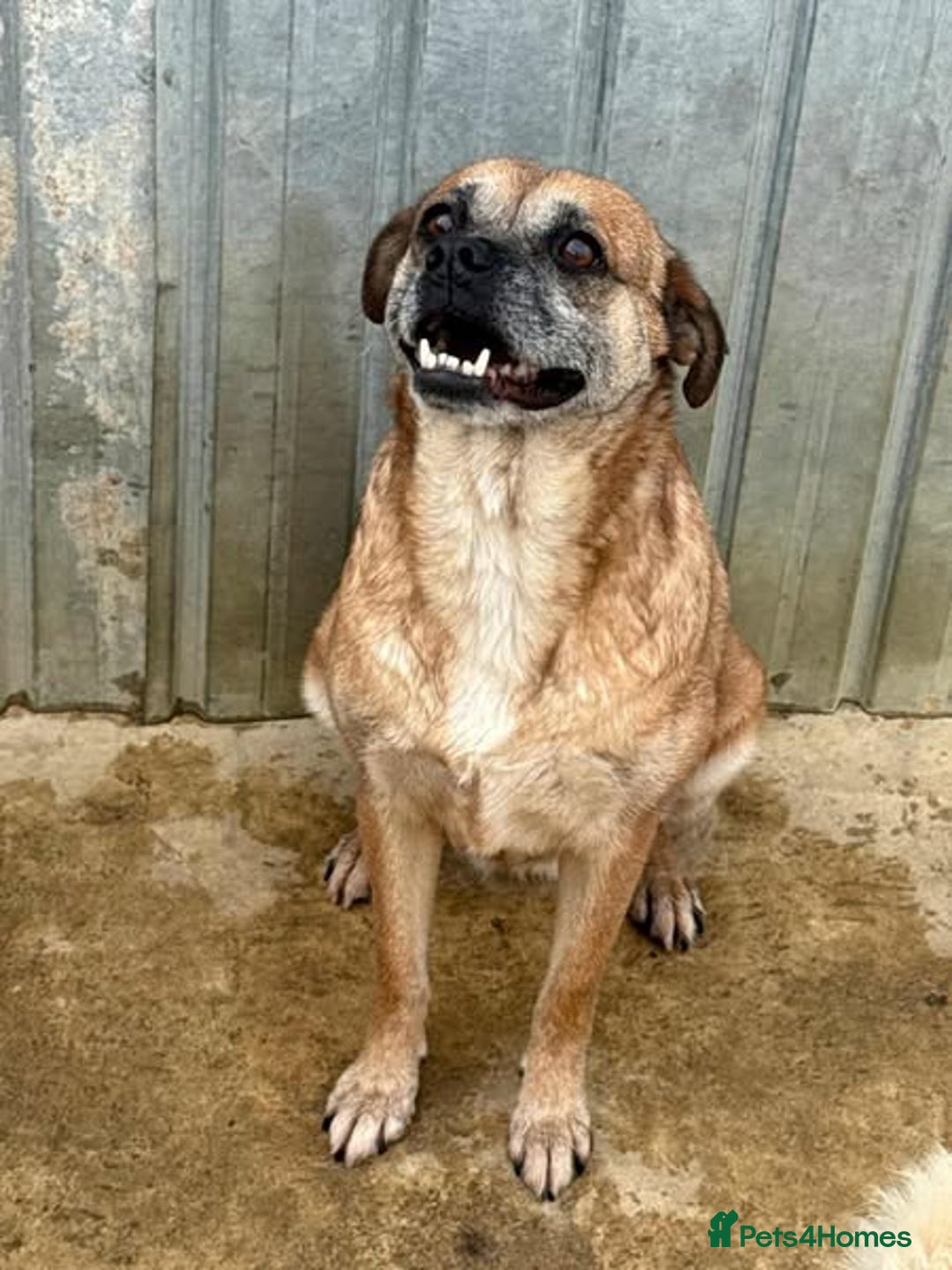 Mixed Breed dogs for adoption: 🐾🐾  LADY🐾🐾  – GOLDEN OLDIE LOOKING FOR A HOME - Image 1