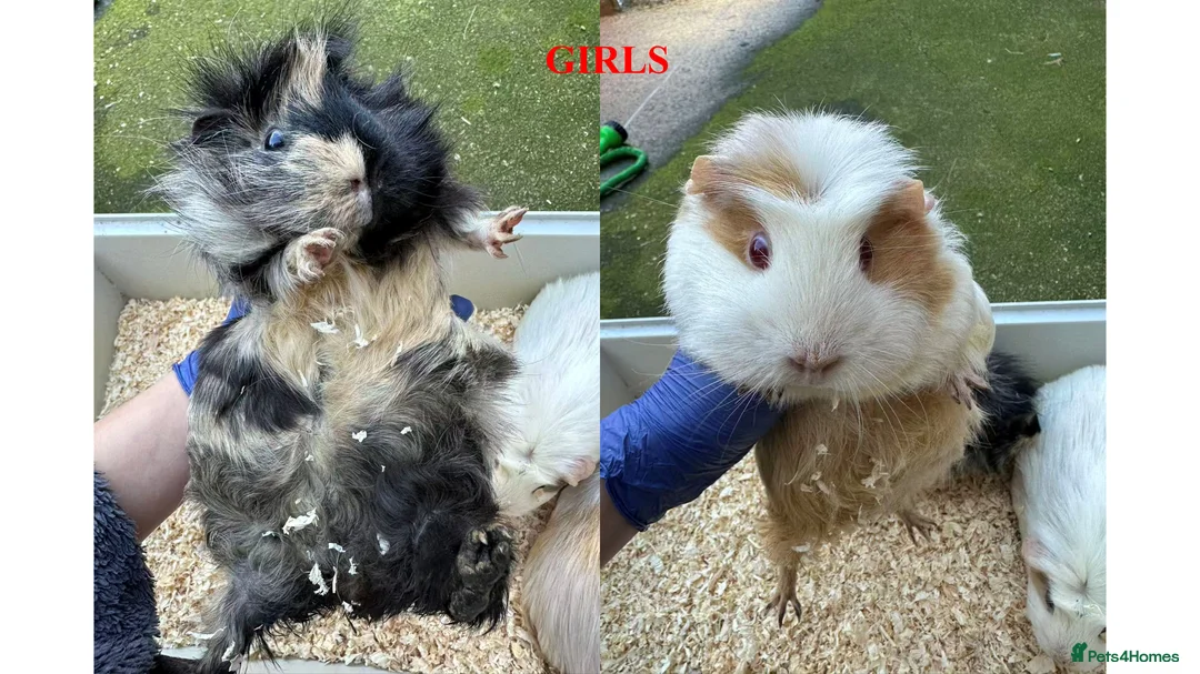 Guinea Pig rodents for sale: Guinea Pigs (Boys & Girls) - Advert 5