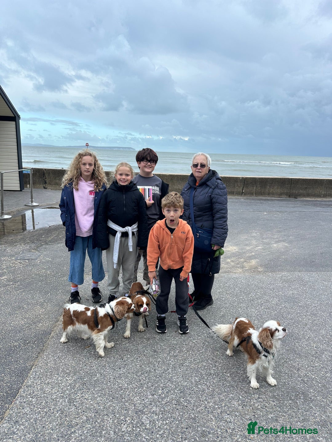 Cavalier King Charles Spaniel dogs for sale: Pure breed cavalier King Charles puppies - Advert 11