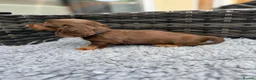 Dachshund dogs for sale:  Two Miniature long hair dachshund puppy’s  - Advert 5