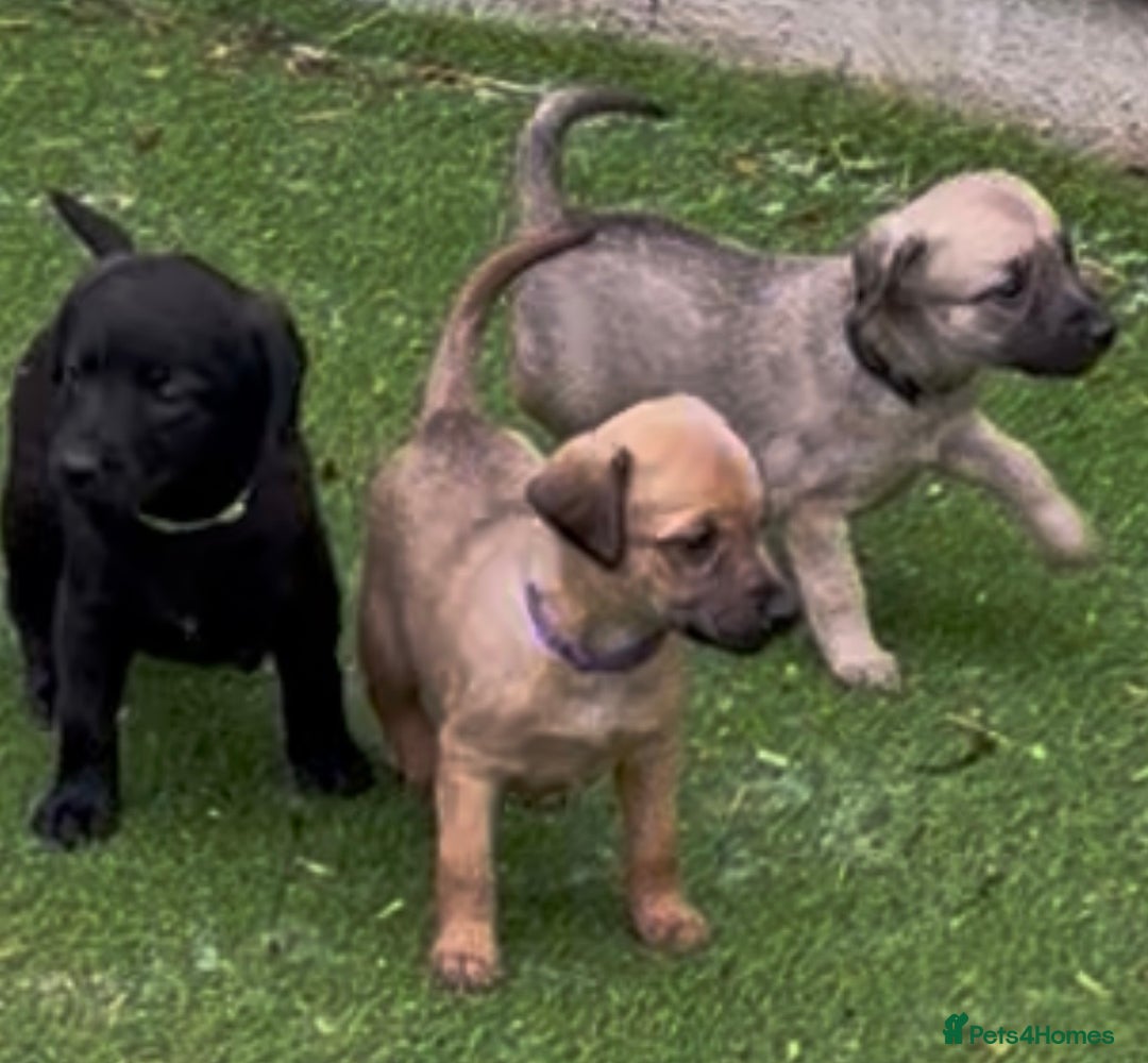 Mixed Breed dogs for sale: F1 Beddy whippets  - Advert 4
