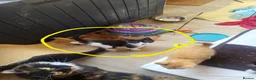 Mixed Breed cats for sale: Two rescued male kittens looking for a new home in London - Advert 4