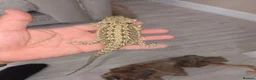 Bearded Dragon reptiles for sale: Baby beardies  - Advert 7