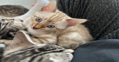 Bengal cats - Advert 3