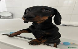 Miniature Dachshund dogs for stud: Black & tan Smooth Haired Dachshund Stud. - Image 8