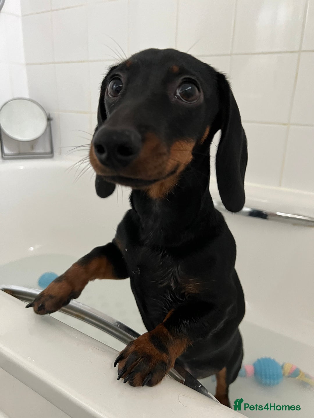 Miniature Dachshund dogs for stud: Black & tan Smooth Haired Dachshund Stud. - Image 8